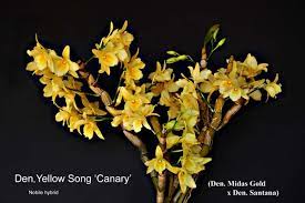Care And Culture Of Nobile Type Dendrobiums