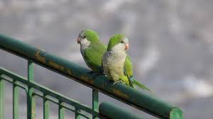 View our wide variety of available puppies for sale at petland chicago ridge in illinois! Escaped Pet Parrots Are Now Naturalized In 23 U S States Study Finds University Of Chicago News