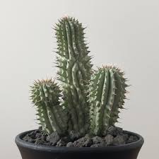 Image result for Hoodia currorii