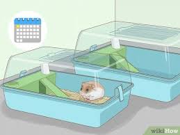 Find teddy bear hamsters in pets | find or rehome a dog, cat, bird, horse and more on kijiji: How To Breed Hamsters 12 Steps With Pictures Wikihow