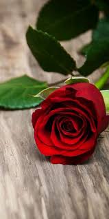 Pin By Lhlv On صورة In 2020 Love Rose Flower Beautiful Rose Flowers Rose Flower Wallpaper