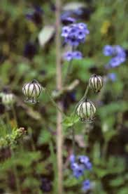 Image result for Cyathea thomsonii