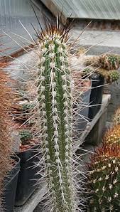 From agaves to ice plants, from sedums to sempervivums, hardy succulent plants bring beauty. Eulychnia Acida Wikipedia