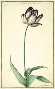 Wiki Commons Botanical Drawing Peas In A Pod Google Search Botanical Drawings Botanical Illustration Botanical Art