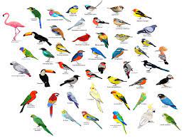 937 users · 37,220 views 25 Different Types Of Birds Names List And Pictures