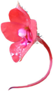 Image result for Impatiens rubromaculata