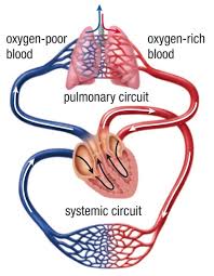 From there it is pumped to your lungs so that you can breathe out the carbon dioxide and breathe in more oxygen. Sbi3u
