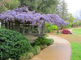 Maybe you would like to learn more about one of these? Flowers And Bonsai Trees Are Amazing Review Of Shinzen Japanese Garden Fresno Ca Tripadvisor