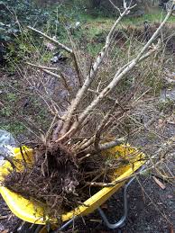 The author joe frey teaches with his broad array of examples such as haiku, caligram, alliteration, and tongue twisters and limericks. Fruits Of My Labour Privet Yamadori Album On Imgur