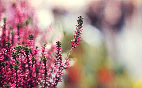 Heather Hd Photography Wallpaper Wallpapers Clover Plant Grass Flower Photography Wallpaper