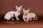Minskin Cat Breeders and Information - Kittens For Sale