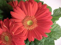 Deep Coral Flowers Google Search Gerbera Gerbera Daisy Gerbera Jamesonii
