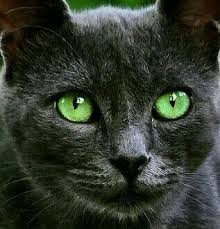 Ayse Adli Kullanicinin Kedi Panosundaki Pin Kedi