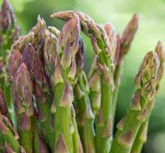 Image result for Asparagus buchananii