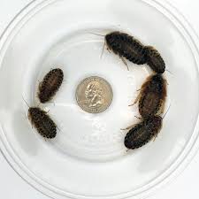 Amazon.com: 100 Large Dubia Roaches : Pet Supplies