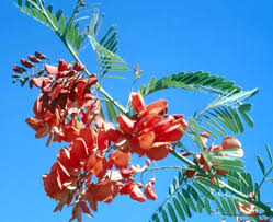 Image result for Sesbania brevipedunculata