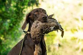 Pin Auf Gundogs Jagdhunde Hunting Dogs