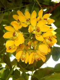 Image result for Cassia angolensis