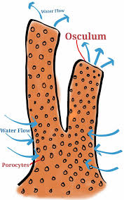 The sponges clipart gallery includes 48 illustrations of sponges. Porifera Organismal Diversity