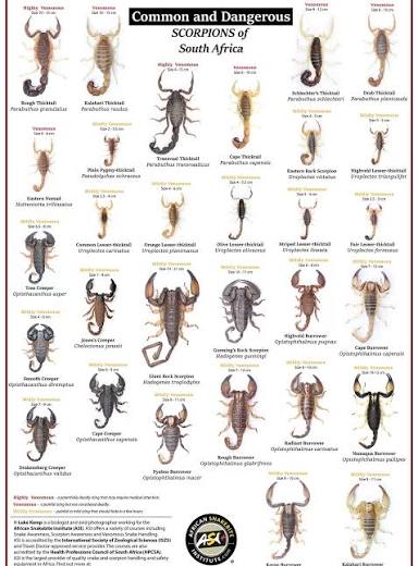 Common and Dangerous Scorpions of South Africa! Another free poster -  available as a high resolution download from our website. As part of our  huge database of free educational resources - we