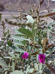 Image result for Tephrosia dasyphylla