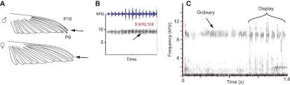 Abstract base class for all geometry classes. Kinematic Control Of Male Allen S Hummingbird Wing Trill Over A Range Of Flight Speeds Journal Of Experimental Biology