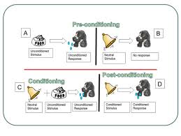 Module 4 Respondent Conditioning Principles Of Learning And Behavior