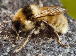 Image result for Bombus veteranus