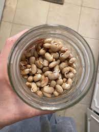 Benefits Of Sprouting Sprouted Pinto Bean Dip Recipe Lments Of Style Fashion Lifestyle Blog