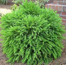 Check spelling or type a new query. Cryptomeria Globosa Nana Japanese Cedar Dwarf Evergreen Tree Plantingtree