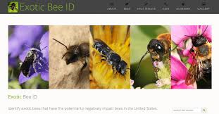 Itp Announcing Exotic Bee Id