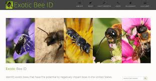 itp announcing exotic bee id