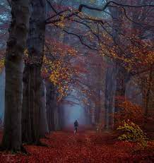 Maybe you would like to learn more about one of these? Rtv Utrecht Magische Mist In Leersum Wat Een Topfoto Facebook