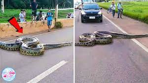 Panjangnya mencapai puluhan meter dengan bobot ratusan kilogram. Hal Aneh Dilakukan Warga Saat Ular Anaconda Berukuran 10 Meter Melintas Di Jalan Raya Youtube