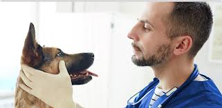 We bring mobile veterinary services to your door in our state of the art mobile veterinary clinic van helping you manage all aspects of your pet's health. Veterinary Services Petiq