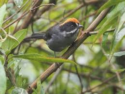 Image result for Schizostephanus alatus