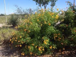 Image result for Tecoma