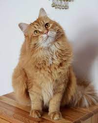 simba the siberian cat catsbreedsabyssinian siberian cat cats norwegian forest cat