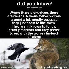Did You Know Where There Are Wolves There Are Ravens Facts About Wolves Fun Facts Animal Facts