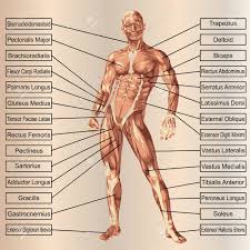 Find the perfect male anatomy stock illustrations from getty images. 3d Human Male Anatomy With Muscles And Text On Beige Background Stock Photo Picture And Royalty Free Image Image 34330662