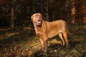 French Mastiff Aka Dogue De Bordeaux Lovetoknow