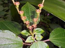 Image result for Calvoa orientalis