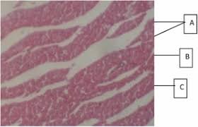 Image result for Tetracera alnifolia