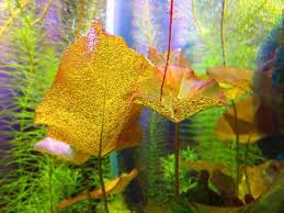 Suisouとタイニムファの浮き葉 Suisou物語