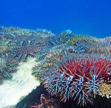 The recommendation will be considered at a meeting of the committee in china next month. Fiese Art Killer Seesterne Bedrohen Das Great Barrier Reef Welt