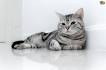 American Shorthair Kittens For Sale | Pets4You