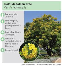 Common name gold / golden medallion tree the names gold medallion tree or golden medallion tree refer to the bright yellow flowers that appear in spherical clusters thought to resemble medallions around the outer canopy of the tree. Tree Safety San Diego Gas Electric