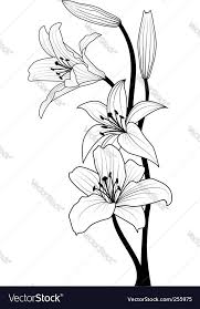 Vector Illustration Of Lily In Black And White Colors Download A Free Preview Or High Quality Adobe Illustrator In 2020 Lilies Drawing Flower Drawing Flower Sketches