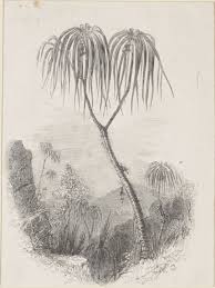 Image result for Pandanus chiliocarpus