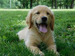 They not only make good pets, but they're also natural service providers, who're often tasked with things like guiding the blind and offering emotional support. Golden Retriever Puppies Preciouspaws Kennels
